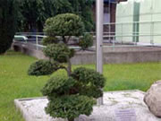 Gartenpflege